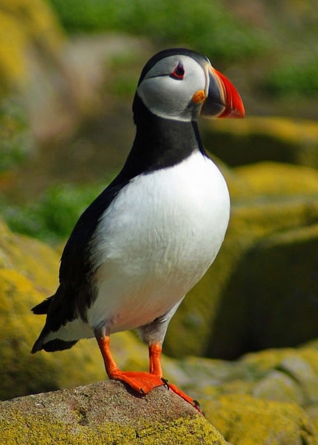 Quand voir les macareux en Islande Quand voir les macareux en Islande
