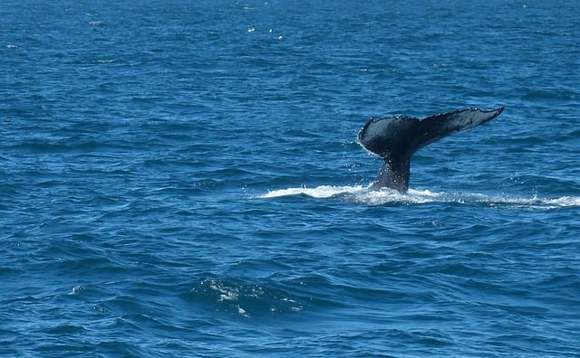 quand partir en Islande pour les baleines quand partir en Islande pour les baleines