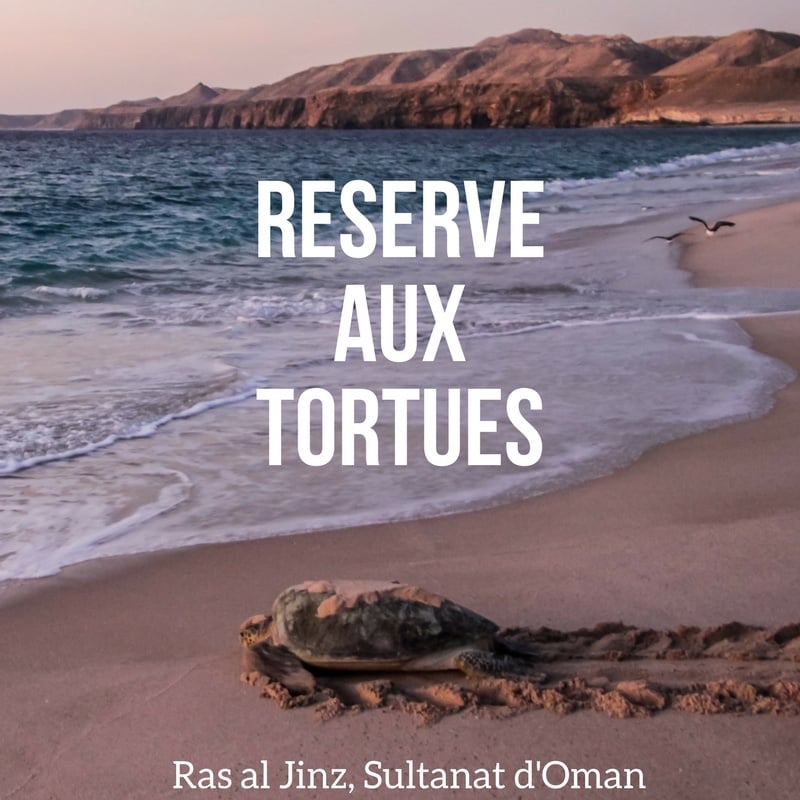 Ras Al Jinz Turtle Reserve - Tortues Oman Voyage 2