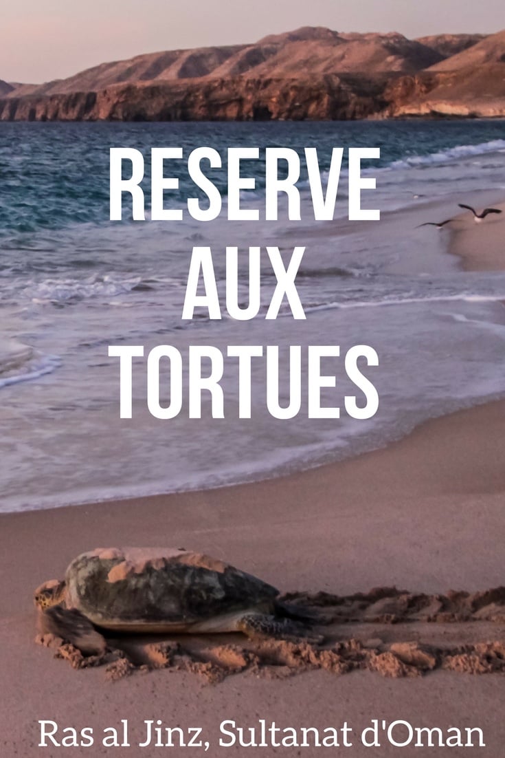 Ras Al Jinz Turtle Reserve - Tortues Oman Voyage