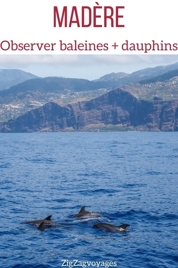 tour Observation dauphins baleine Madere Pin