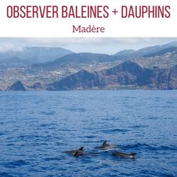 tour Observation dauphins baleine Madere