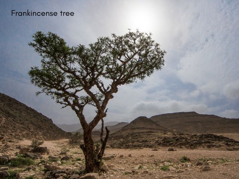 arbre frankincense Oman Salalah